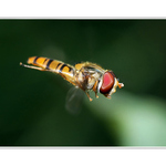 PRISTÁVAM - RUNWAY VOĽNÁ