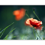 PRÍBEHY Z POLÍ A LÚK  - ÚKRYT