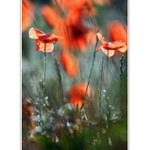 PRÍBEHY Z POLÍ A LÚK- RAPSÓDIA V ČERVENEJ