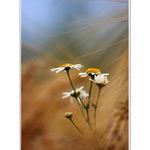 PRÍBEHY Z POLÍ A LÚK