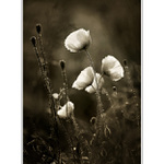 PRÍBEHY Z POLÍ A LÚK-NOSTALGIA