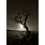 PRÍBEH STROMU - SAMOTA