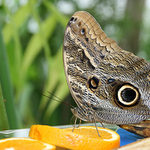 *** Osvěžení  ***