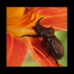 Nosorožík (oryctos nasicornis)