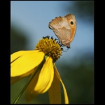 očkáň a žlté kvety III