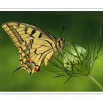 Vidlochvost feniklový ( Papilio machaon L.) III