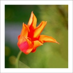 tulipán trochu jinak