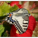 otákárek fenyklový