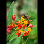 Tak co tu dnes mame dobreho?