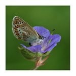 Ohniváček černočarý