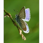 Modrásek jehlicový