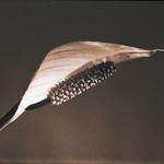 Spathiphyllum