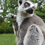 lemur