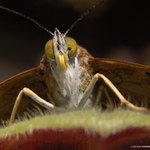 Jednookej Žižka...