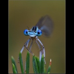 chceš si to rozdat?