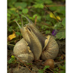 *** Láska je láska ... ***