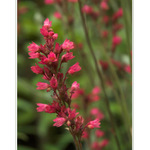 *** Mezi kvítím ***