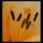 ... Co se děje uvnitř květu III. ...