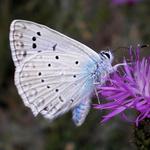 modrásek hnědoskvrnný