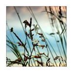 ...večerní pohled z trávy...