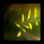 listová abstrakcia...