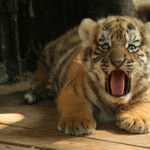 Jsem nebezpecny tygrrrrr