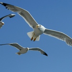 Kucí, letíme támhle - rozdávají tam brambůrky!