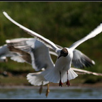 to co vidim, bude moje!