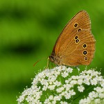 okáč prosíčkový