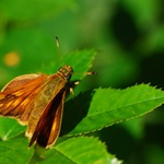 soumračník za svítání