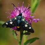 vřetenuška čičorková