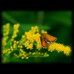 sedím si na konári