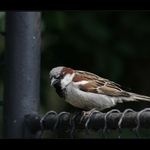 Vrabčák na plotně