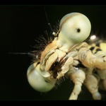 Dáš mi pusu, brouku?