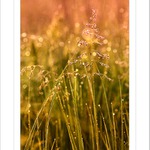 *** Za svítání ***