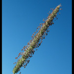 travička zelená ...