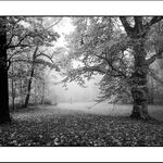 Návraty do veltruského parku XXXII - u platanu