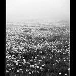 Ranní rozjímání II