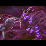 ***ZVONEČKOVÁ ROMANCE***