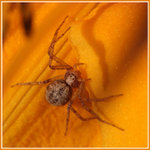 smrt v oranžovém hávu