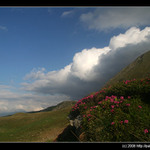 Rozkvetlé pohoří Rodna začátkem července