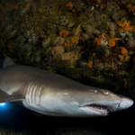 Žralok písečný potřetí