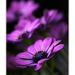 Fialové pohlazení.....