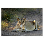 Ranní pohled z očí do očí