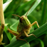 Saranče zelená ... asi