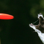 dog frisbee