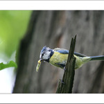 Sýkora modřinka II.