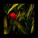 Hra na skovávanou..