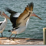 Těsně před skokem