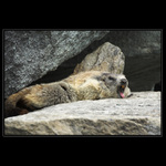 Strážní služba...